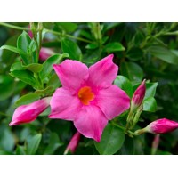 Mandevilla hybrida - ružová P17