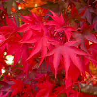 Javor dlaňolistý - Acer palmatum ´Osakazuki´  Co2,5L  20/30