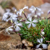 Dianthus petraeus ´Berlin Snow´  K9