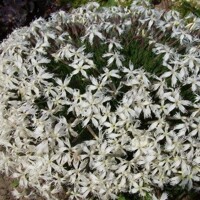 Dianthus petraeus ´Berlin Snow´  K9