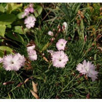 Dianthus petraeus ´Whatfield Wisp´  K9