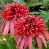Echinacea purpurea ´Guava Ice´ P14
