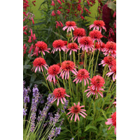Echinacea purpurea ´Guava Ice´ P14