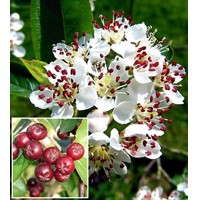 Jarabina čierna - Aronia arbutifolia ´Brilliant´ Co2L