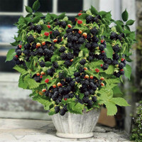 Ostružina černicová - Rubus fruticosus ´Little Black Prince´ Co2L