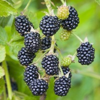 Ostružina černicová - Rubus fruticosus ´Little Black Prince´ Co2L