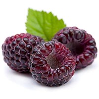 Malina fialová - Rubus idaeus ´Glen Coe' Co2L