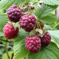Malina fialová - Rubus idaeus ´Glen Coe' Co2L