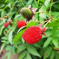 Malinojahoda - Rubus illecebrosus Co2L