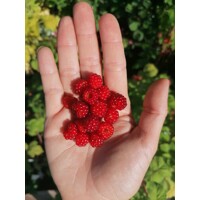 Malinojahoda - Rubus illecebrosus Co2L