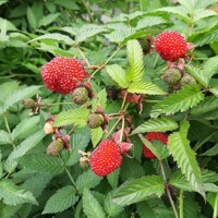 Malinojahoda - Rubus illecebrosus Co2L