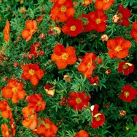Nátržník - Potentilla fruticosa 'Marian Red Robin' Co1,5L