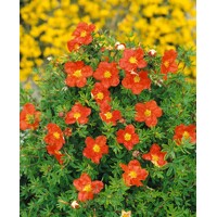 Nátržník - Potentilla fruticosa 'Marian Red Robin' Co1,5L