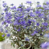 Caryopteris x clandonensis 'Sterling Silver'  Co3L