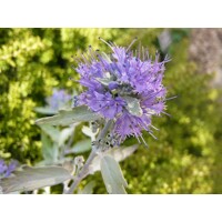Caryopteris x clandonensis 'Sterling Silver'  Co3L