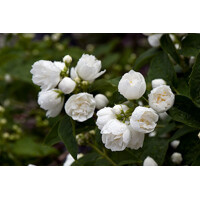 Philadelphus ´Bouquet Blanc´ Co4L  30/40