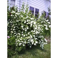 Philadelphus ´Bouquet Blanc´ Co4L  30/40