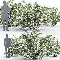 Philadelphus ´Bouquet Blanc´ Co4L  30/40