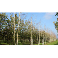 Betula utilis ´Jacquemontii´Co10L 125/150 - tvar viackmeň