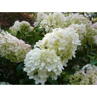 Hortenzia metlinatá - Hydrangea Paniculata Silver Dollar' Co1L 20/30