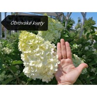Hortenzia metlinatá - Hydrangea paniculata ´Silver Dollar'