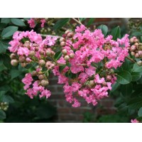 Myrta krepová tmavo ružová - Lagerstroemia indica ´Coccinea ´ Co235L 300/350 - viackmeňové