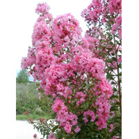Myrta krepová tmavo ružová - Lagerstroemia indica ´Coccinea ´ Co235L 300/350 - viackmeňové