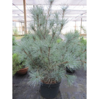 Borovica hladká  - Pinus strobus ´Blue Clovers´ Co10L  70/80