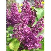 Orgován obyčajný - Syringa vulgaris ´Kardynal´  Co12L km1/2