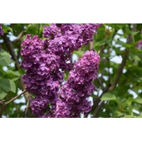 Orgován obyčajný - Syringa vulgaris ´Kardynal´  Co12L km1/2