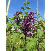 Orgován obyčajný - Syringa vulgaris ´Kardynal´  Co12L km1/2
