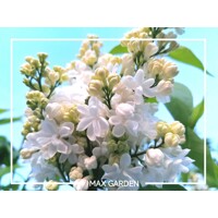 Orgován obyčajný - Syringa vulgaris - biela Co12L km1/2