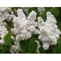 Orgován obyčajný - Syringa vulgaris - biela Co12L km1/2