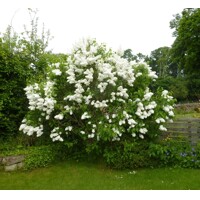 Orgován obyčajný - Syringa vulgaris - biela Co12L km1/2