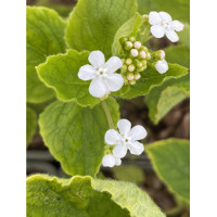 Brunnera macrophylla - biela