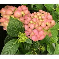 Hortenzia kalinolistá - Hydrangea macrophylla ´River Pink´ Co5L  25/30
