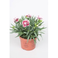 Dianthus DiaDeur ´Sissy´ P12