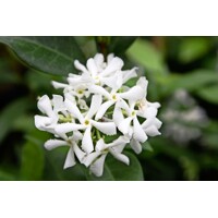 Jasmínovník vonný -Trachelospermum jasminoides