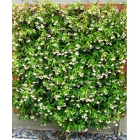 Jasmínovník vonný -Trachelospermum jasminoides