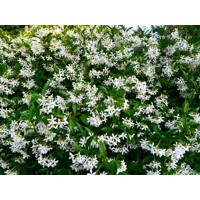 Jasmínovník vonný -Trachelospermum jasminoides