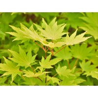 Javor japonský - Acer shirasawanum 'Jordan´ Co14L  100/125