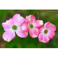 Drieň kvetnatý - Cornus florida ´Rubra´ Co30L 125/150