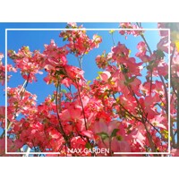Drieň kvetnatý - Cornus florida ´Rubra´ Co30L 150/175