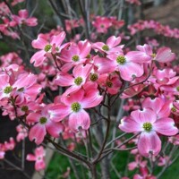 Drieň kvetnatý - Cornus florida ´Rubra´ Co30L 150/175