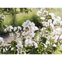 Myrta krepová - Lagerstroemia indica ´Nivea´ Co7/10L 80/100