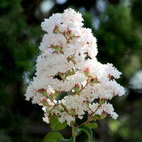 Myrta krepová - Lagerstroemia indica ´Nivea´ Co7/10L 80/100