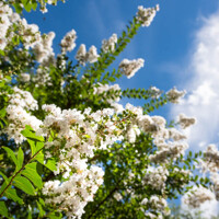 Myrta krepová - Lagerstroemia indica ´Nivea´ Co7/10L 80/100