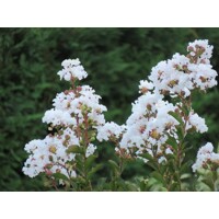 Myrta krepová - Lagerstroemia indica ´Nivea´ Co7/10L 80/100
