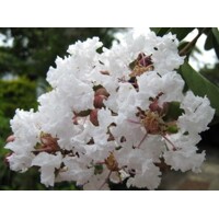 Myrta krepová - Lagerstroemia indica ´Nivea´ Co7/10L 80/100