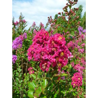 Myrta krepová - ružová - Lagerstroemia indica ´Caroline Beauty´ Co7/10L